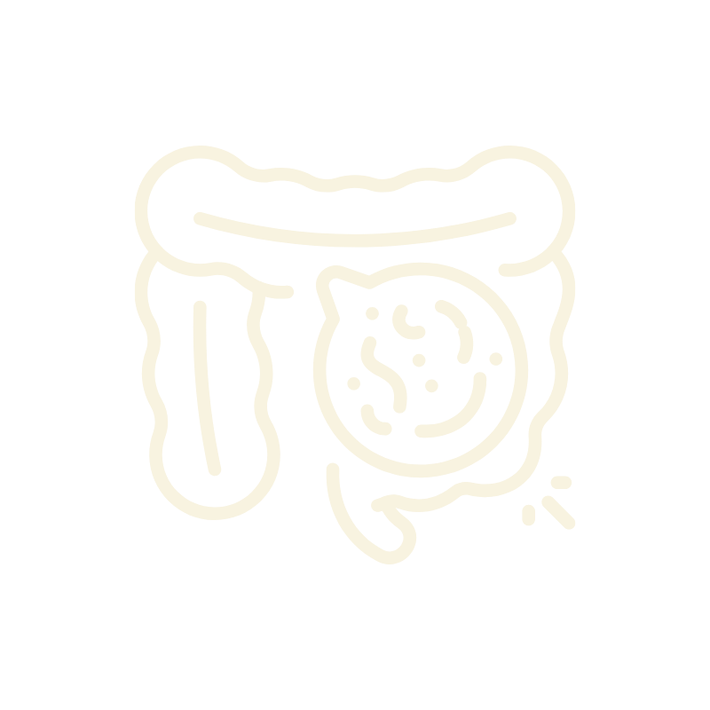 Microbiote et digestion - horchata de chufa